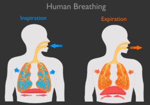 Lees hier meer over hoe de Buteyko ademhalingsmethode werkt