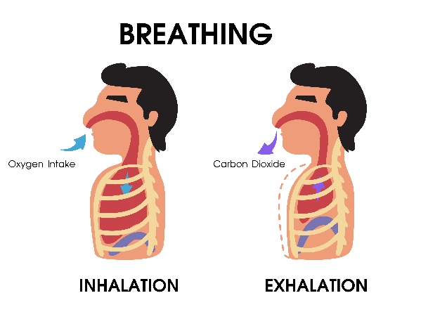 In en uit ademen ademkracht coaching
